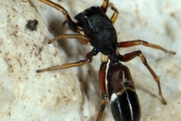 Une femelle (Araneae - Salticidae - Leptorchestes berolinensis)